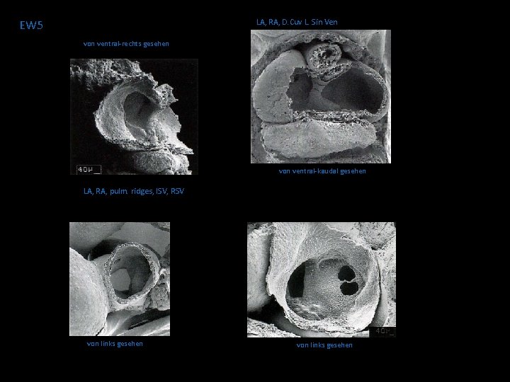 EW 5 LA, RA, D. Cuv L. Sin Ven von ventral-rechts gesehen von ventral-kaudal