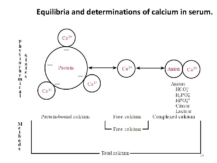 Equilibria and determinations of calcium in serum. 14 