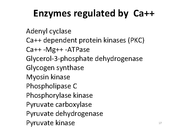 Enzymes regulated by Ca++ Adenyl cyclase Ca++ dependent protein kinases (PKC) Ca++ -Mg++ -ATPase