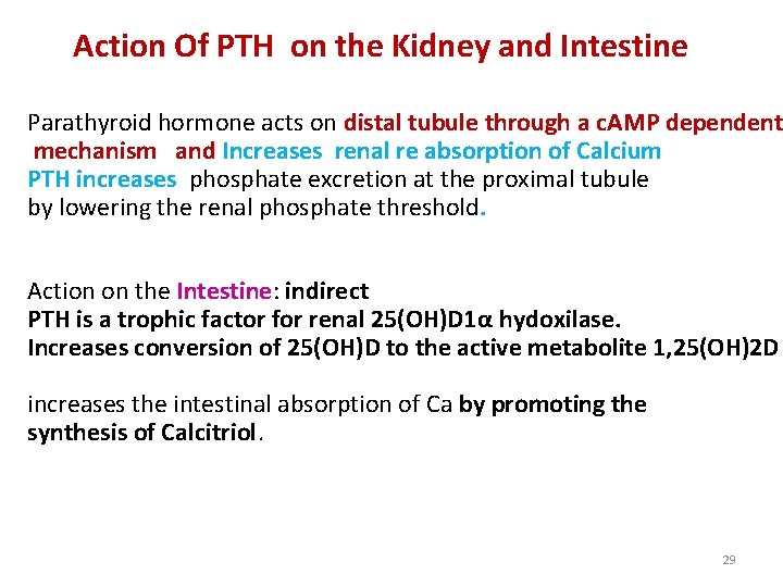 Action Of PTH on the Kidney and Intestine Parathyroid hormone acts on distal tubule