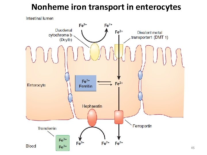 Nonheme iron transport in enterocytes 45 