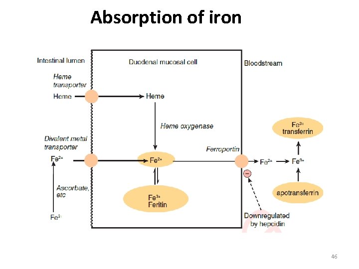 Absorption of iron 46 