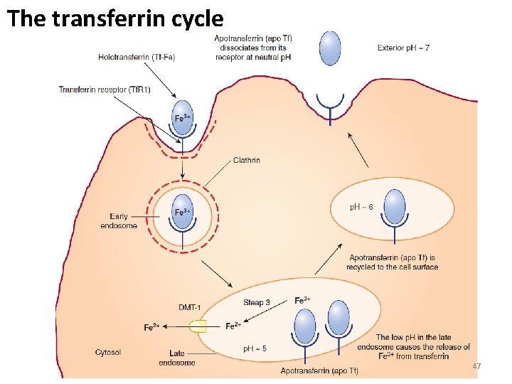 The transferrin cycle 47 