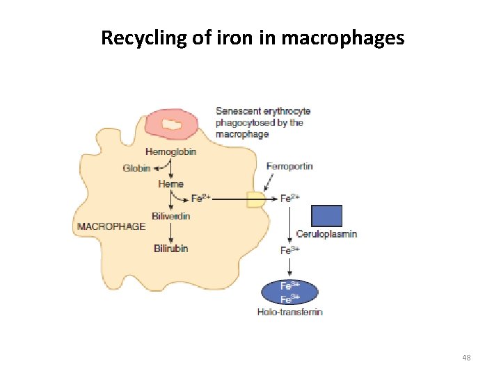 Recycling of iron in macrophages 48 