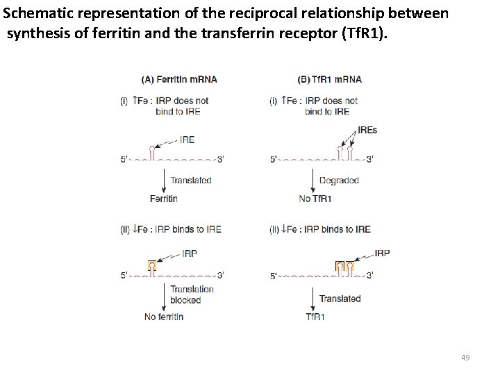 Schematic representation of the reciprocal relationship between synthesis of ferritin and the transferrin receptor