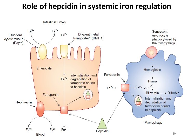 Role of hepcidin in systemic iron regulation 50 