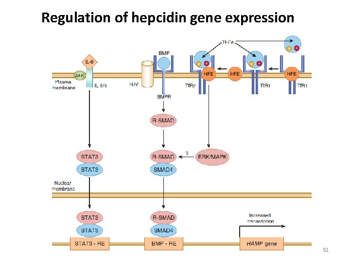 Regulation of hepcidin gene expression 51 