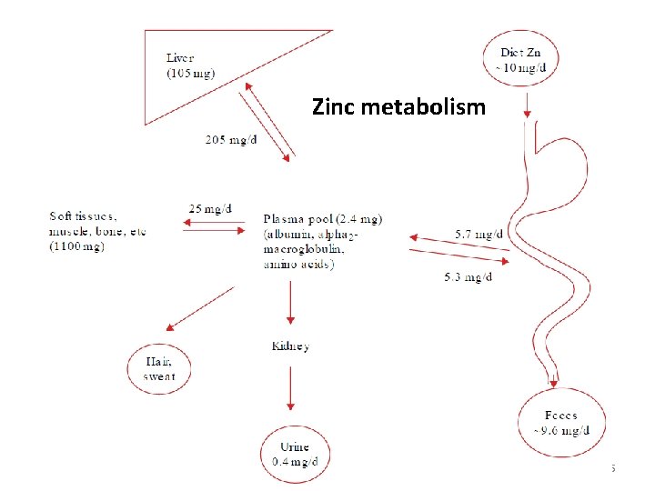 Zinc metabolism 55 