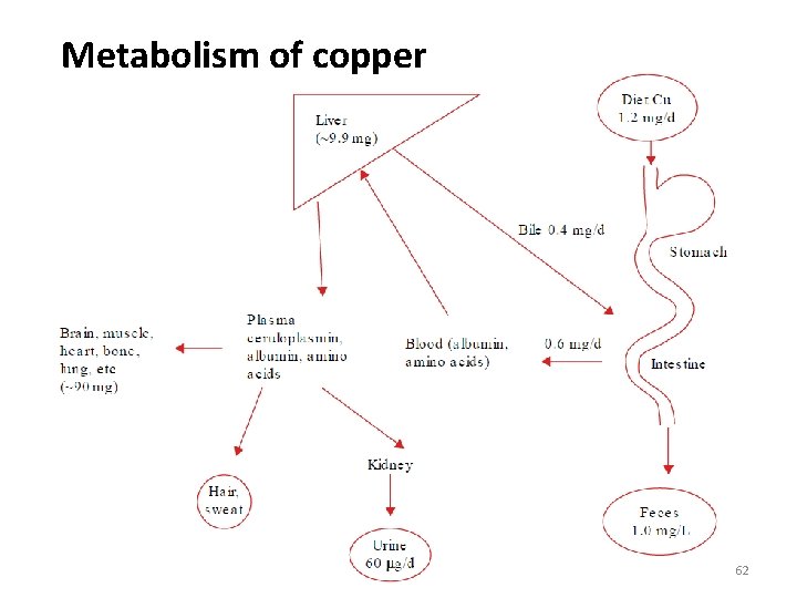 Metabolism of copper 62 