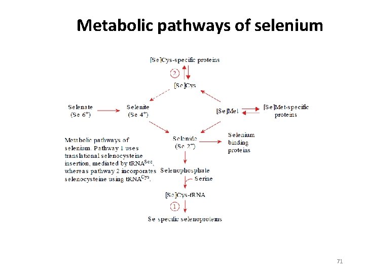 Metabolic pathways of selenium 71 