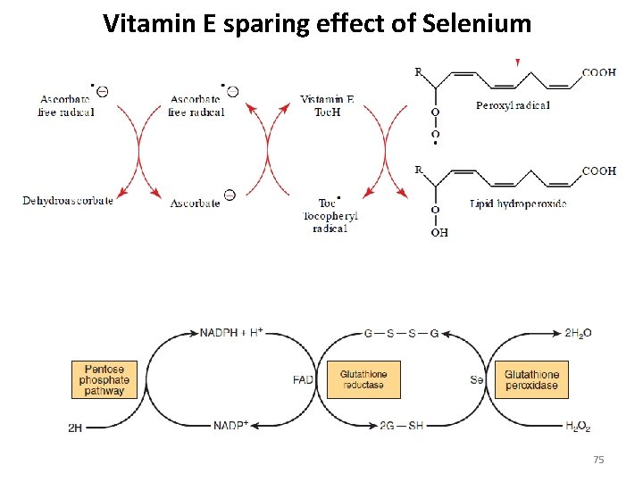 Vitamin E sparing effect of Selenium 75 