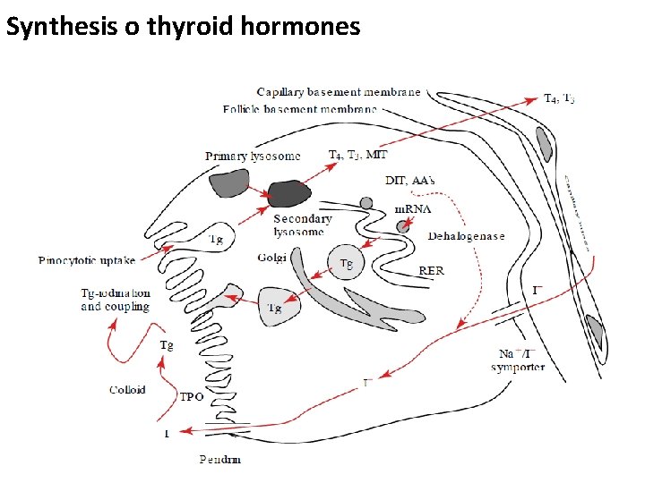 Synthesis o thyroid hormones 83 