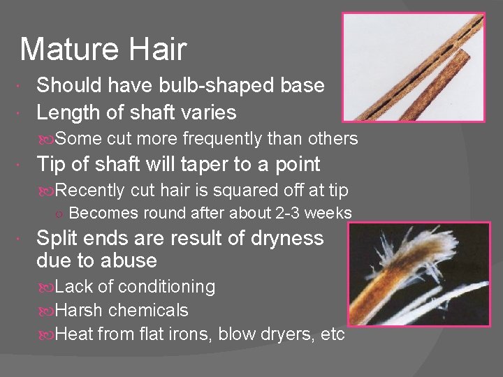 Mature Hair Should have bulb-shaped base Length of shaft varies Some cut more frequently