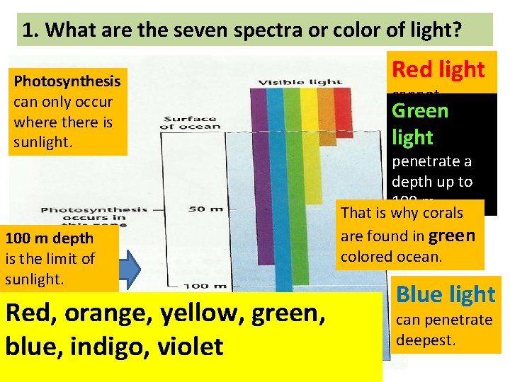 1. What are the seven spectra or color of light? Photosynthesis can only occur