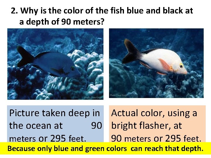 2. Why is the color of the fish blue and black at a depth