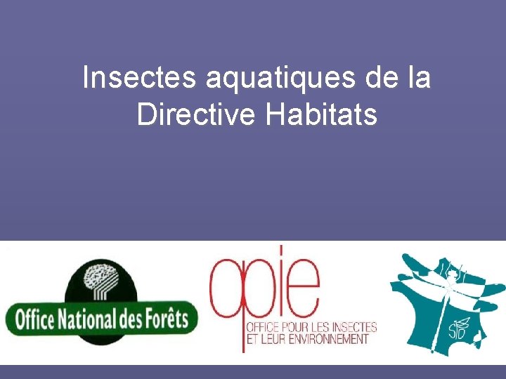 Insectes aquatiques de la Directive Habitats 