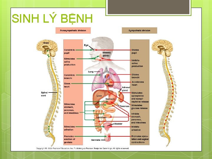 SINH LÝ BỆNH 