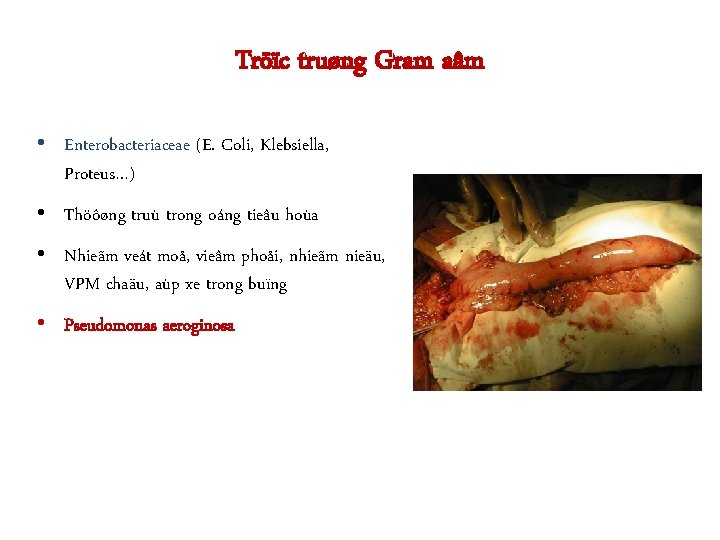 Tröïc truøng Gram aâm • Enterobacteriaceae (E. Coli, Klebsiella, Proteus…) • Thöôøng truù trong