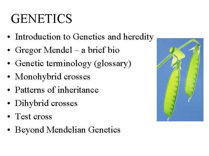 GENETICS • • Introduction to Genetics and heredity Gregor Mendel – a brief bio