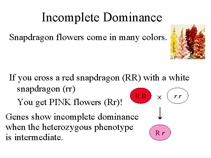 Incomplete Dominance Snapdragon flowers come in many colors. If you cross a red snapdragon