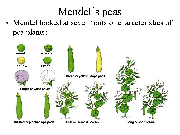 Mendel’s peas • Mendel looked at seven traits or characteristics of pea plants: 