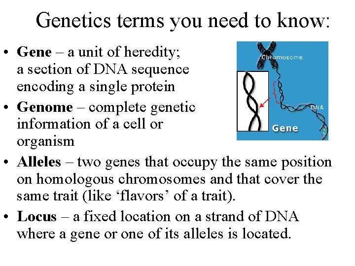 Genetics terms you need to know: • Gene – a unit of heredity; a