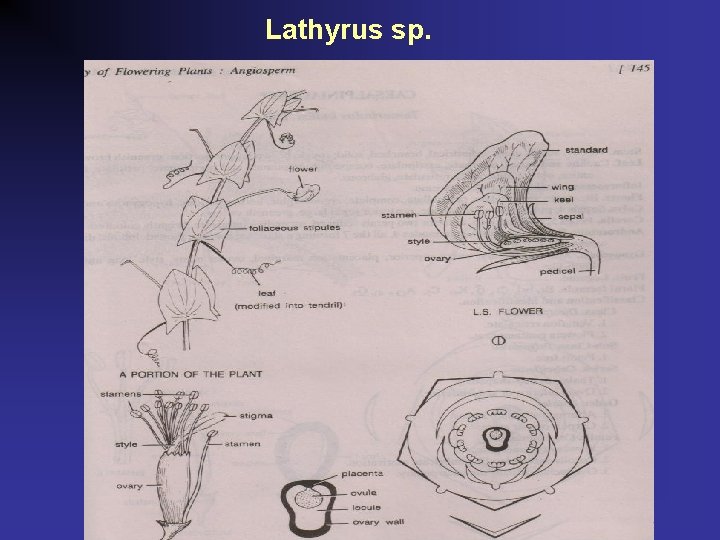 Lathyrus sp. 