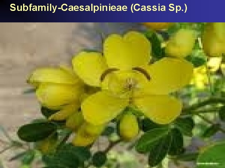 Subfamily-Caesalpinieae (Cassia Sp. ) 