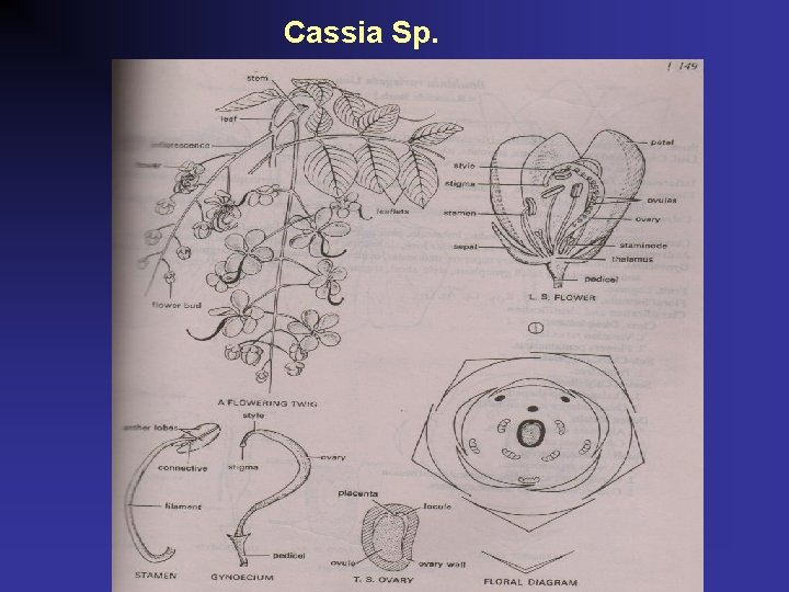 Cassia Sp. 