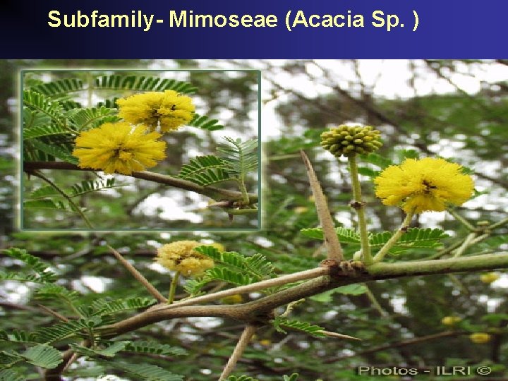 Subfamily- Mimoseae (Acacia Sp. ) 