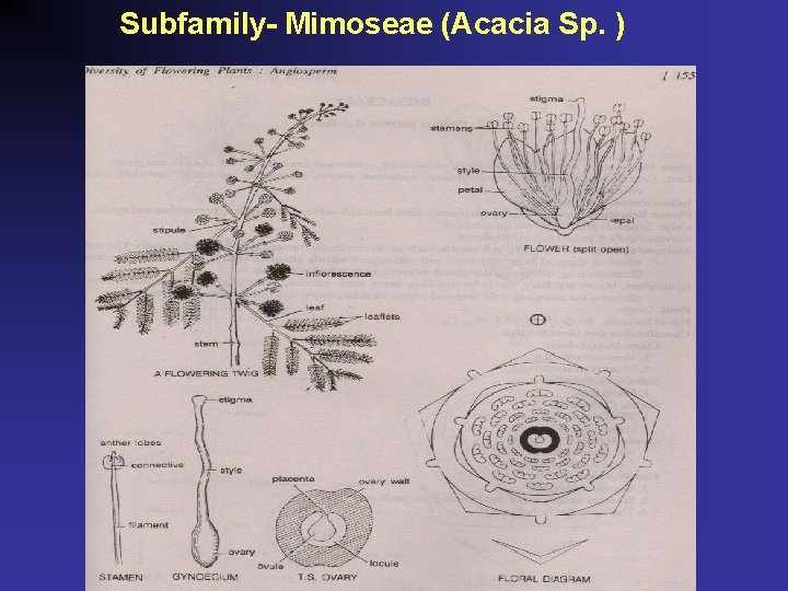 Subfamily- Mimoseae (Acacia Sp. ) 