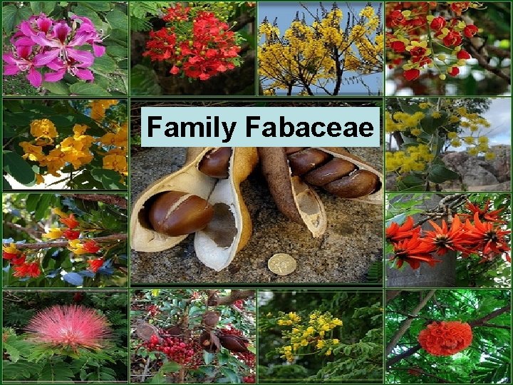 Family Fabaceae 