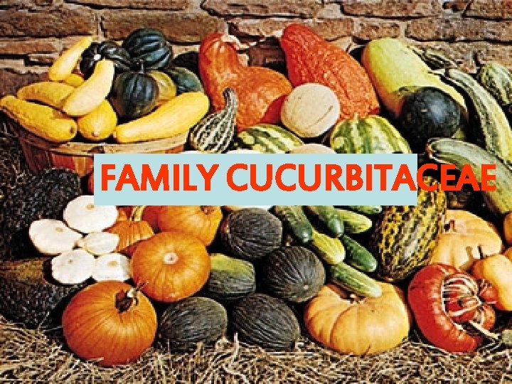 FAMILY CUCURBITACEAE 