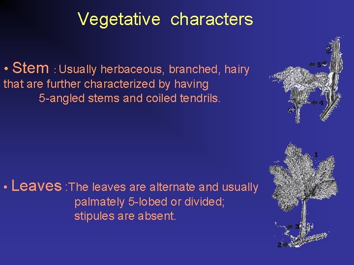 Vegetative characters • Stem : Usually herbaceous, branched, hairy that are further characterized by