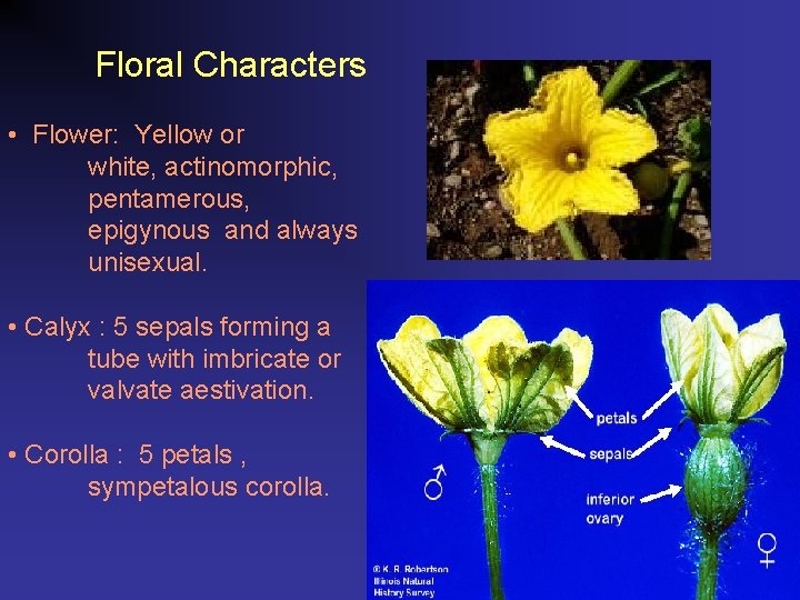 Floral Characters • Flower: Yellow or white, actinomorphic, pentamerous, epigynous and always unisexual. •