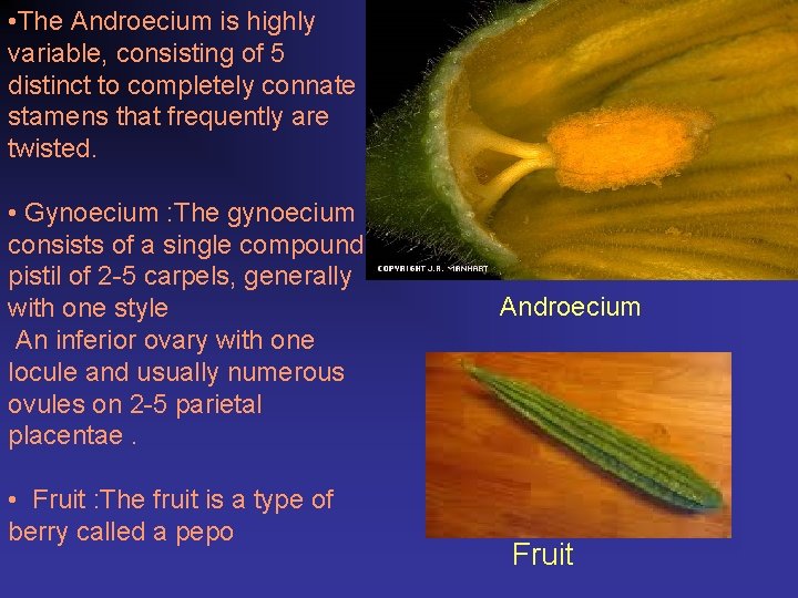  • The Androecium is highly variable, consisting of 5 distinct to completely connate