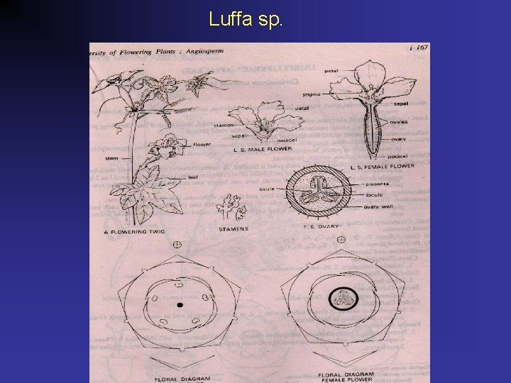 Luffa sp. 