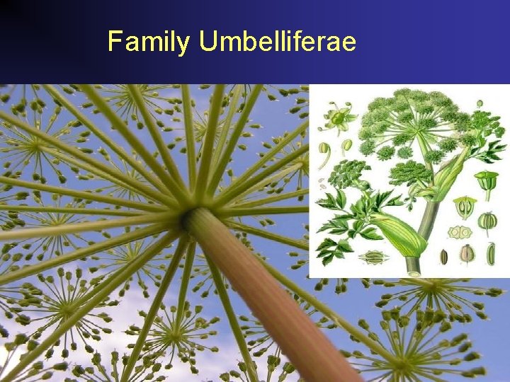 Family Umbelliferae 