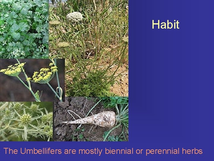  Habit The Umbellifers are mostly biennial or perennial herbs 