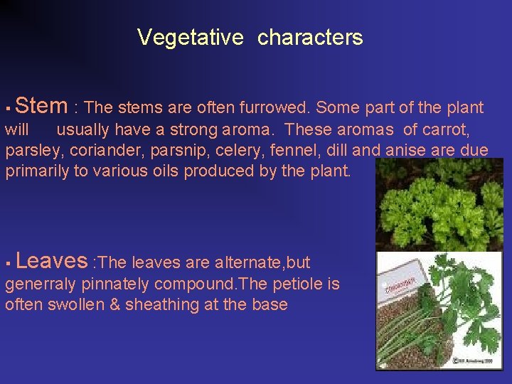 Vegetative characters § Stem : The stems are often furrowed. Some part of the