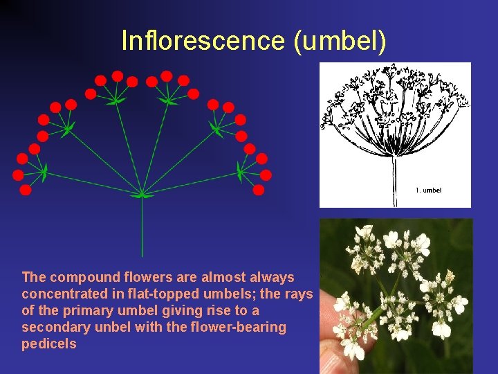 Inflorescence (umbel) The compound flowers are almost always concentrated in flat-topped umbels; the rays