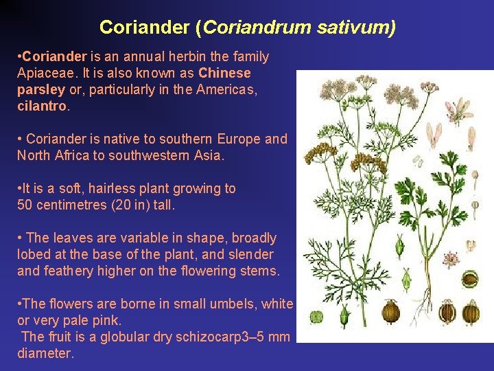 Coriander (Coriandrum sativum) • Coriander is an annual herbin the family Apiaceae. It is