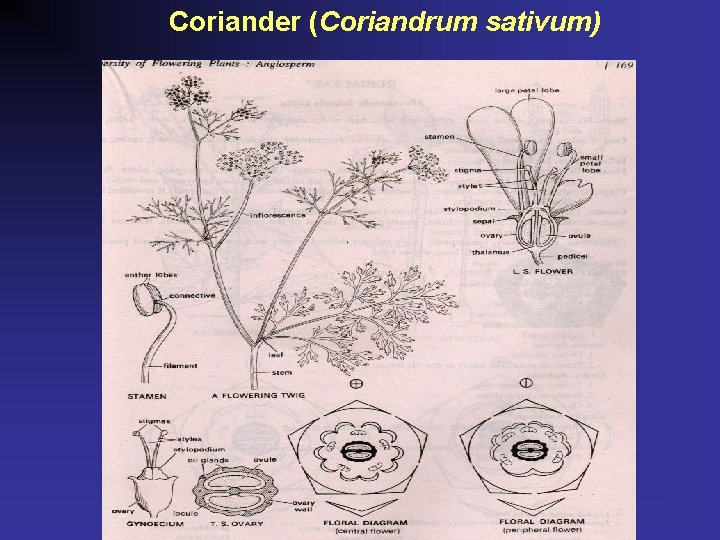 Coriander (Coriandrum sativum) 