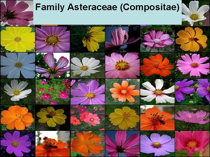 Family Asteraceae (Compositae) 