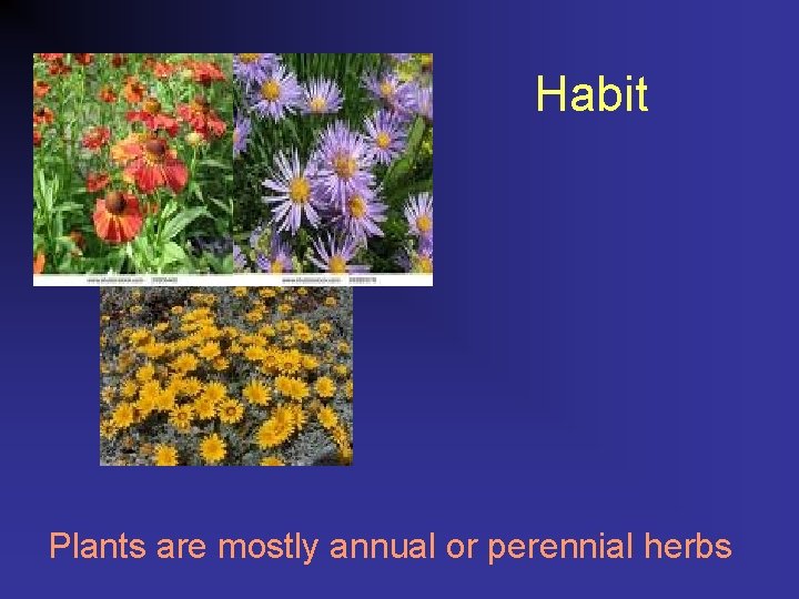 Habit Plants are mostly annual or perennial herbs 