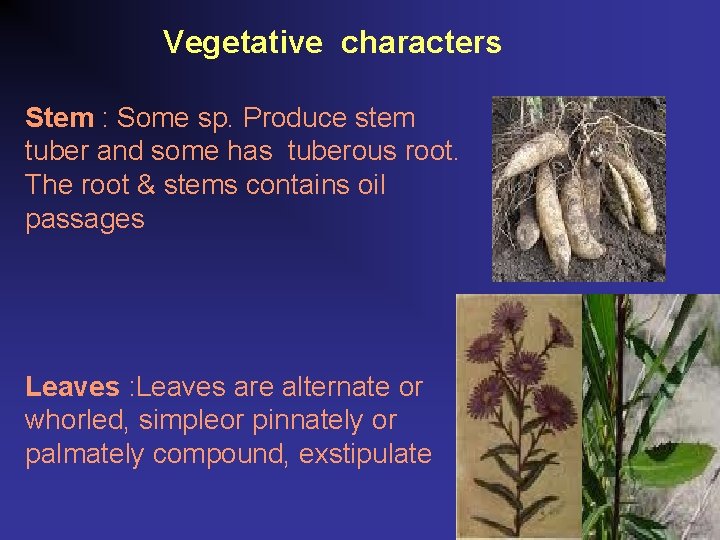 Vegetative characters Stem : Some sp. Produce stem tuber and some has tuberous root.