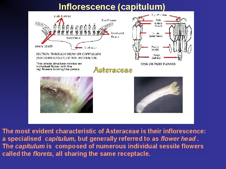 Inflorescence (capitulum) The most evident characteristic of Asteraceae is their inflorescence: a specialised capitulum,