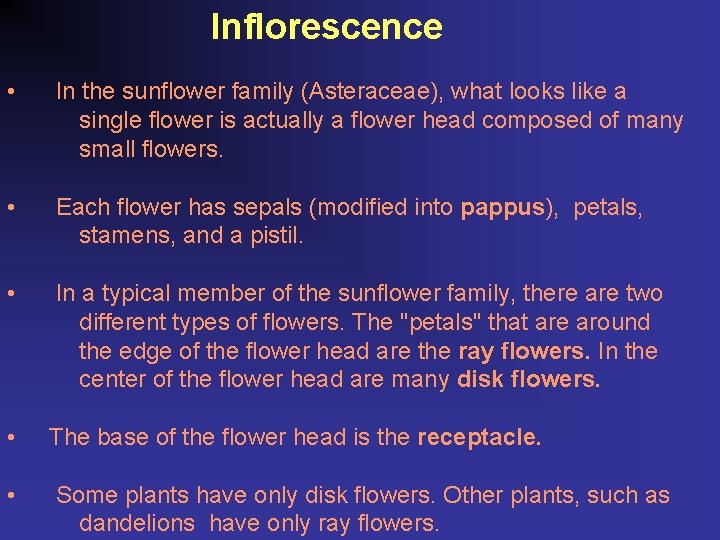 Inflorescence • In the sunflower family (Asteraceae), what looks like a single flower is