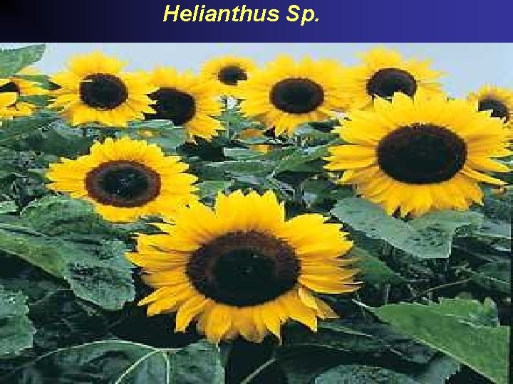 Helianthus Sp. 