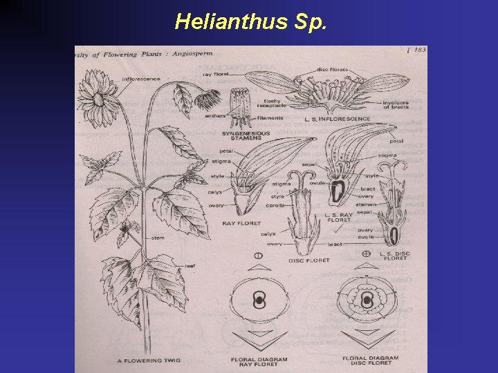 Helianthus Sp. 